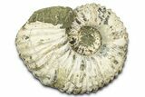 Bumpy Ammonite (Douvilleiceras) Fossil - Madagascar #372684-1